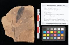 Foto (Objekt + Etikett) von Quercus palaeoilex Ettingshausen (NHMW-GEO-2024-0188-0850)